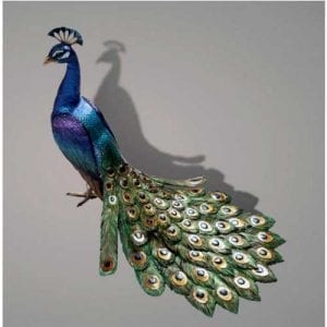 The Peacock